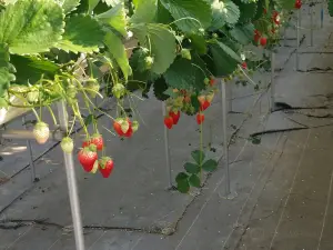 Yamamoto strawberry farm