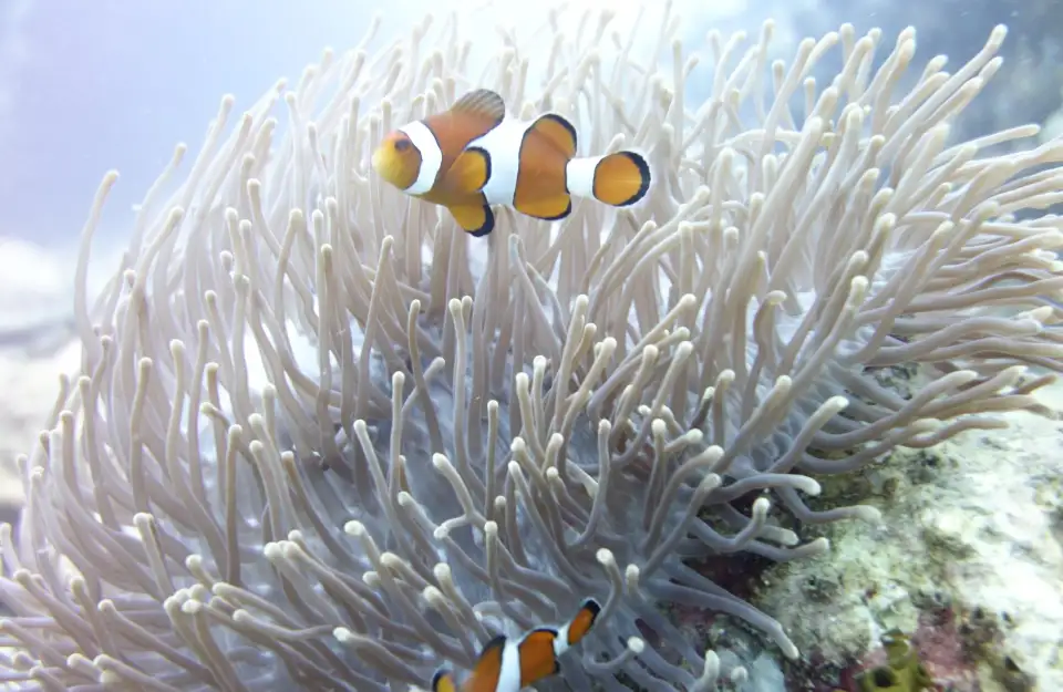 3_Scubaseb Diving Phuket