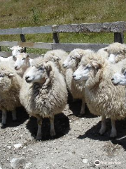 The Point Sheep Shearing Show