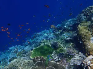 Batu Bolong Reef