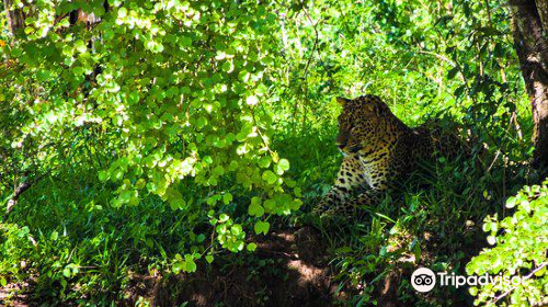 Nimsara Yala Safari