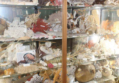 Griffiths' Sea Shell Museum & Marine Display