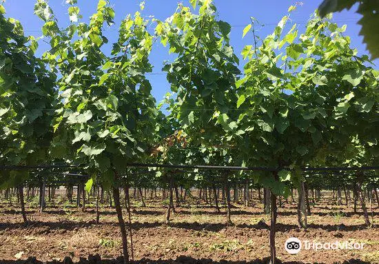 La Vinarte Azienda Agricola