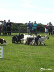 Pembrokeshire Sheepdogs