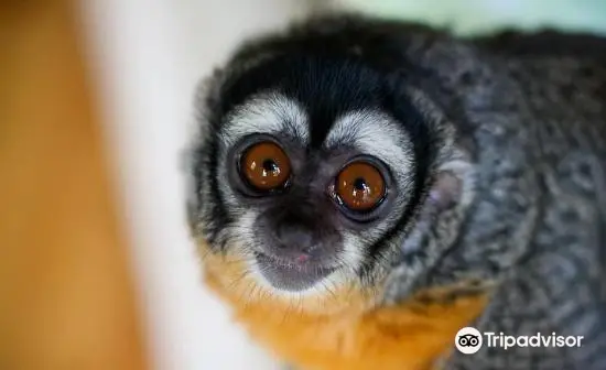 The Sloth Center at Zoological Wildlife Conservation Center