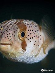 Secrets of The Ocean Oceanarium