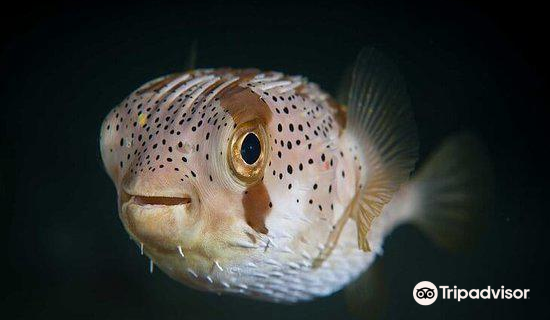 Secrets of The Ocean Oceanarium