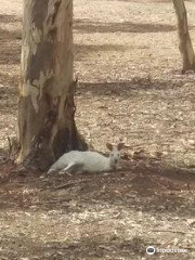 White Kangaroos Wildlife Park