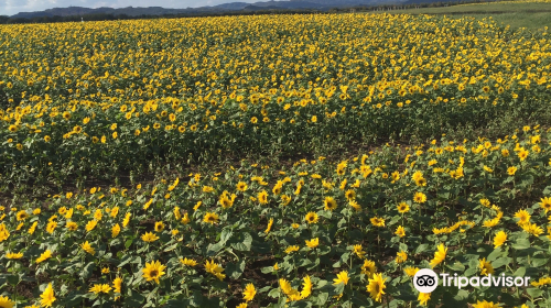 Ozora-cho Sunflower Farm