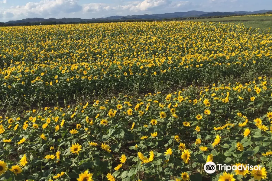 Ozora-cho Sunflower Farm