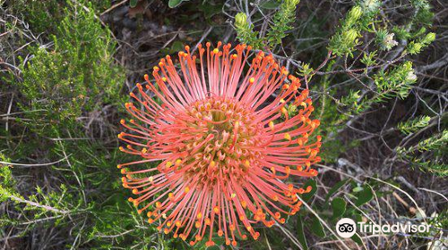 Van Stadens Wild Flower Reserve