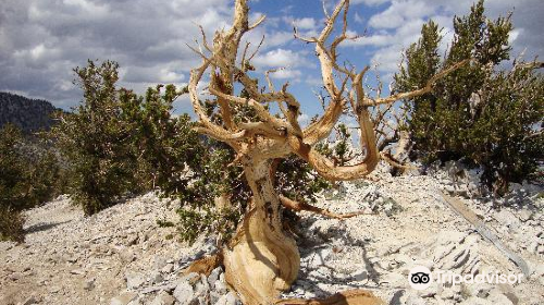 Inyo National Forest