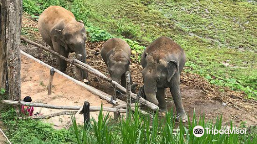 Karen Elephant Habitat