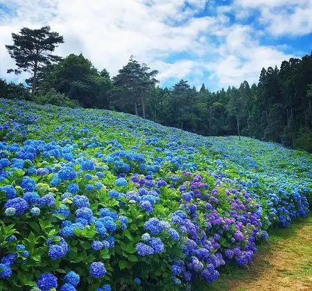 Kesennuma
