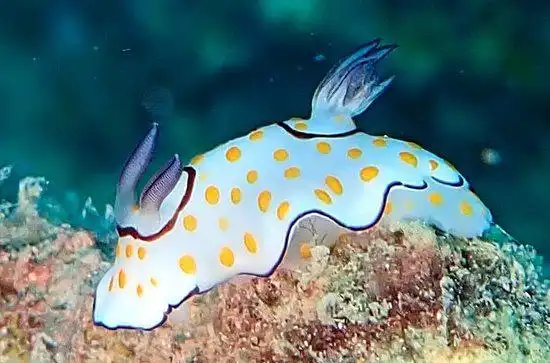 Hotels near Scuba Quest Dive Center Kamala