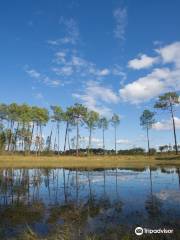 Regionaler Naturpark Landes de Gascogne