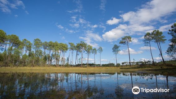Landes de Gascogne Regional Natural Park