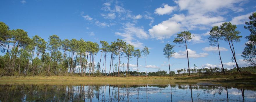 Landes de Gascogne Regional Natural Park