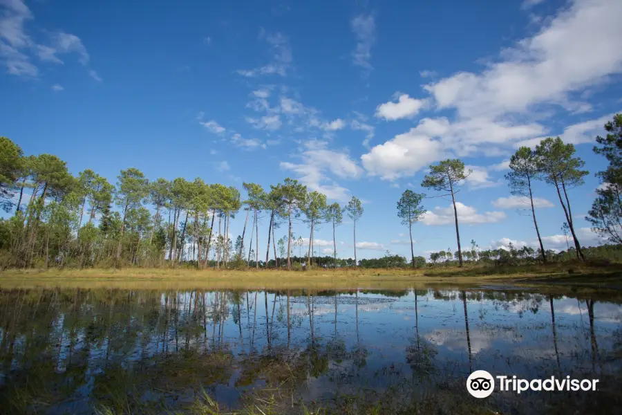 Landes de Gascogne Regional Natural Park