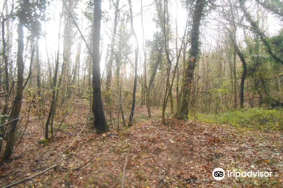 Il Bosco dei Tartufi