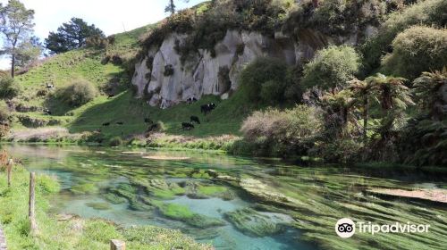 Te Waihou  walkway and the Blue Spring