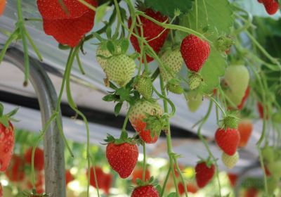 Watanabe Strawberry Farm