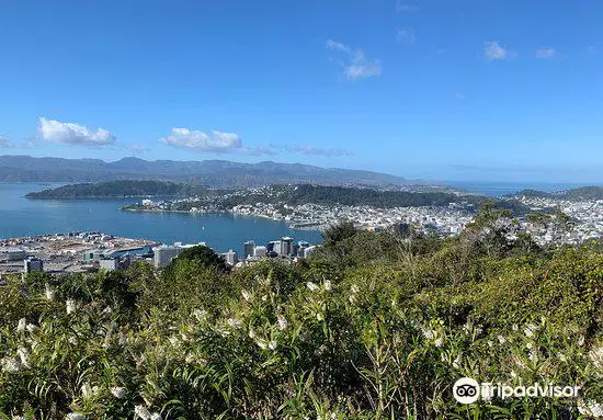 Te Ahumairangi Hill Lookout