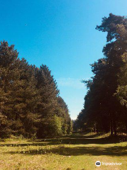 Rendlesham Forest