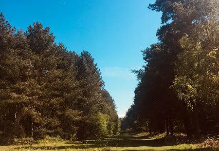 Rendlesham Forest