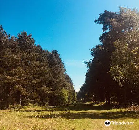 Rendlesham Forest