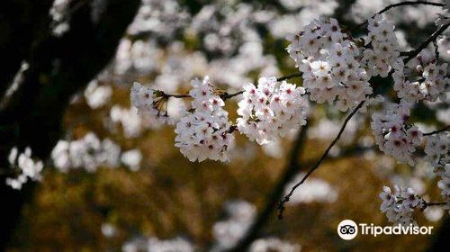 常盤平さくら通り