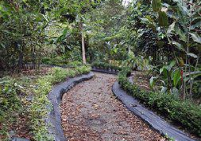 Caribbean Botanical Garden