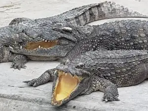 Battambang Crocodile Farm