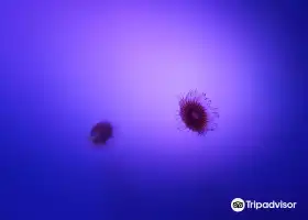 benone tourist complex phone number SEA LIFE Blackpool