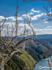 Tsukigase Plum Grove