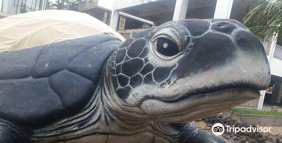 巴厘島海龜協會