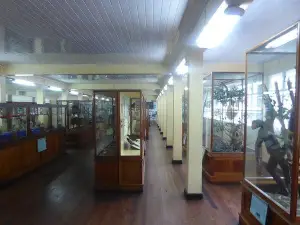 가이아나 국립박물관