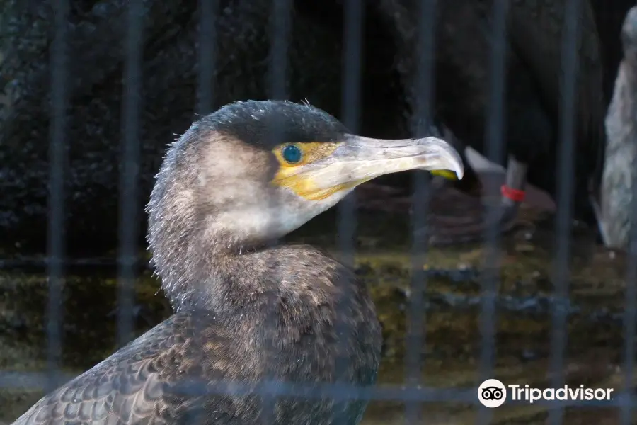 錦帯橋の鵜飼