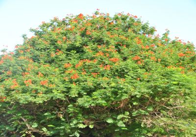 Ein Gedi Botanical Garden