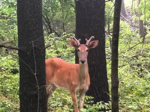 Forest Park Nature Center