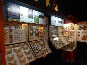 Butterfly Museum in Wladyslawowo