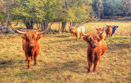 Jultorp Ranch