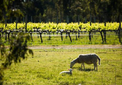 Yangarra Estate Vineyard