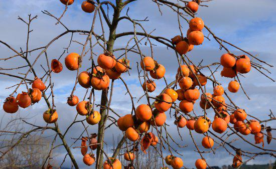 Learn About Living Sustainably
