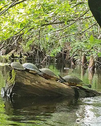 Loxahatchee River Battlefield Park