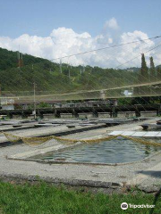 Adler Tribal Trout Farm