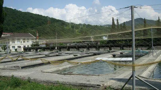 Adler Tribal Trout Farm