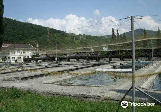 Adler Tribal Trout Farm