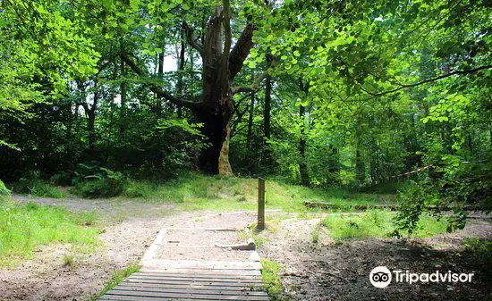 Leechpool and Owlbeech Woods