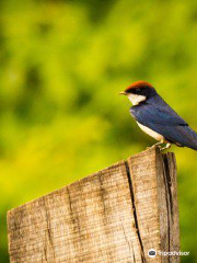 Dr. Salim Ali Bird Sanctuary